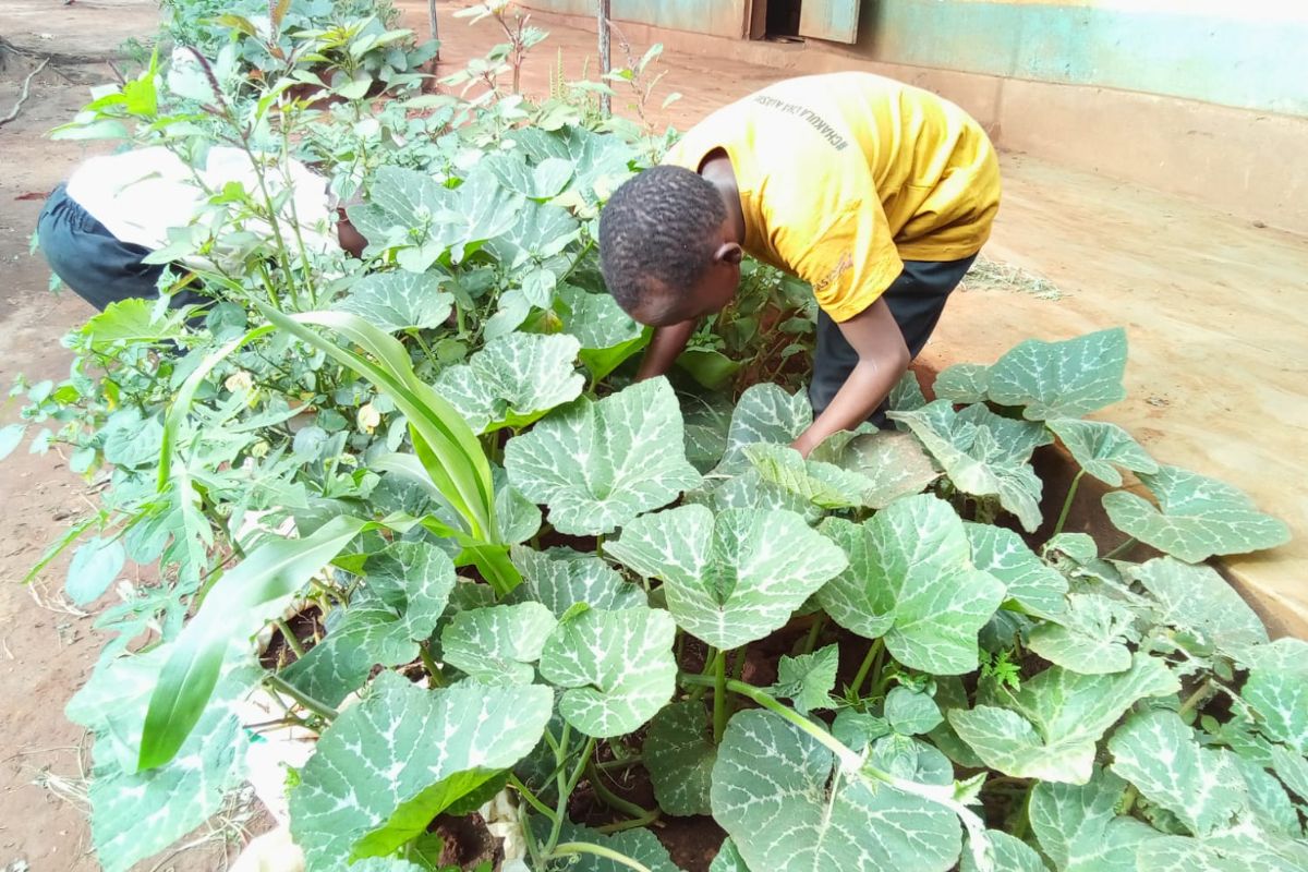 Practical action meets education as students contribute to sustainable farming in Kenyan partner schools
