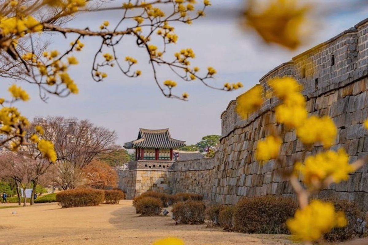 The ancient fortress walls of Gyeongju, framed by early spring blossom