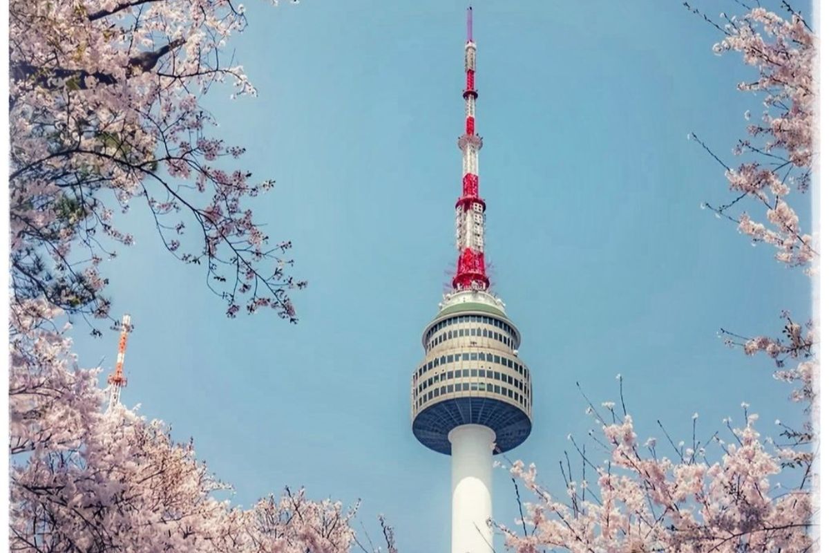 N Seoul Tower framed by spring cherry blossoms - one of the city's most beautiful sights  