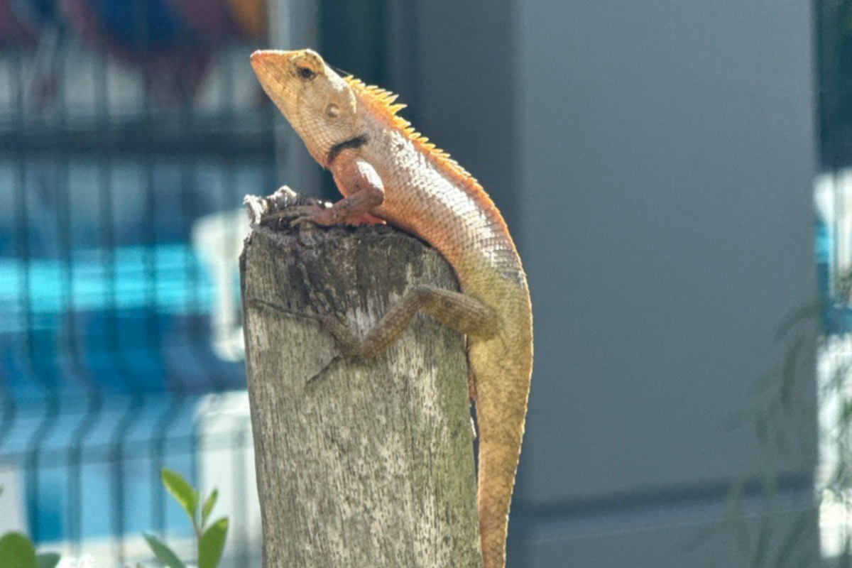 Students recorded a wide range of insects and reptiles during the BioBlitz, helping to document Brunei’s rich biodiversity through citizen science